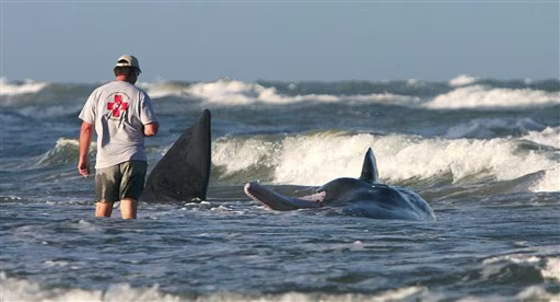 Whale Euthanized