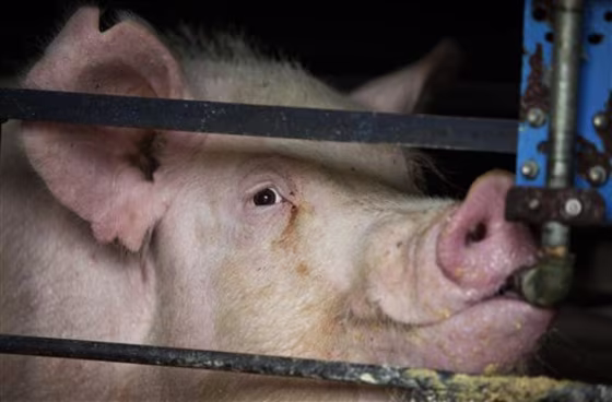 Too Many Pigs