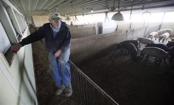Swine Flu Pork Backlash