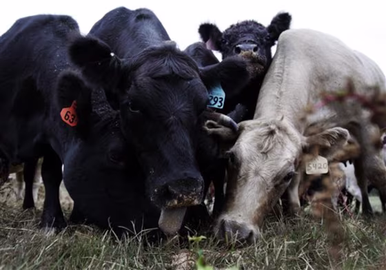 Cattle Drought
