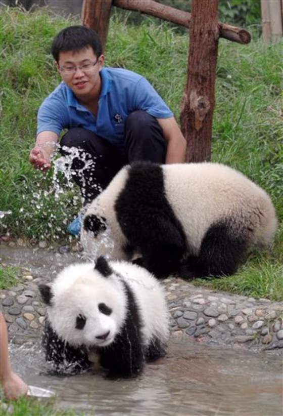 China Quake Pandas