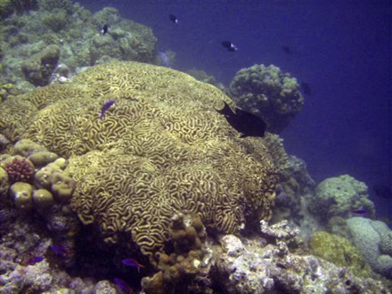 Climate Coral Triangle