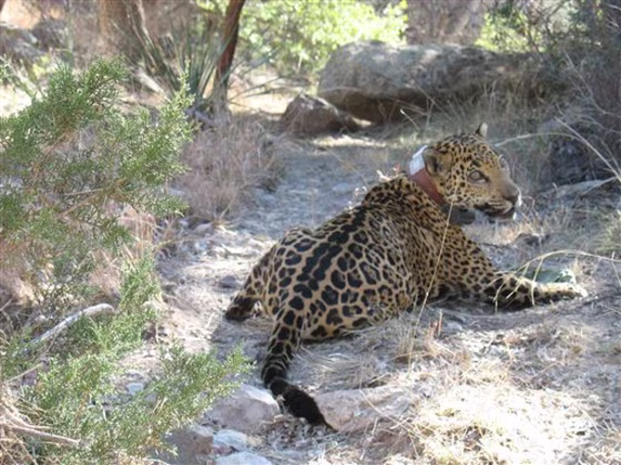 Collared Jaguar