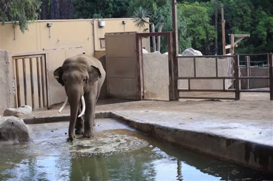Elephant Exhibit