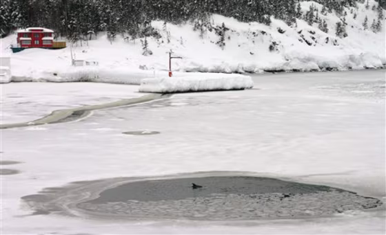 Canada Trapped Dolphins
