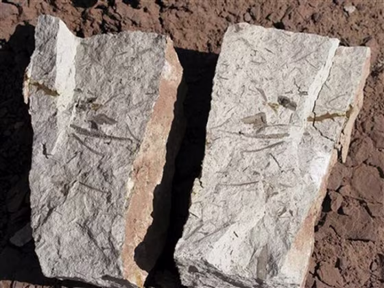 Plant Fossils