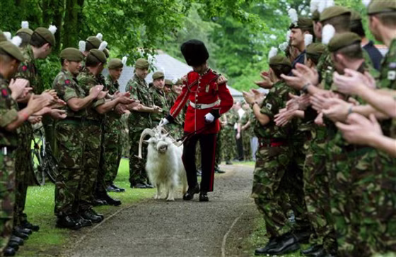 BRITAIN MILITARY GOAT