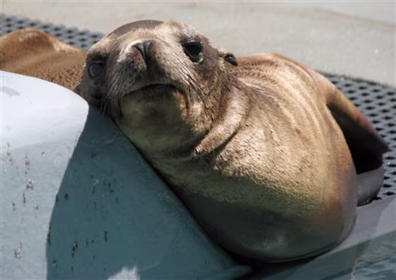 Wayward Sea Lion