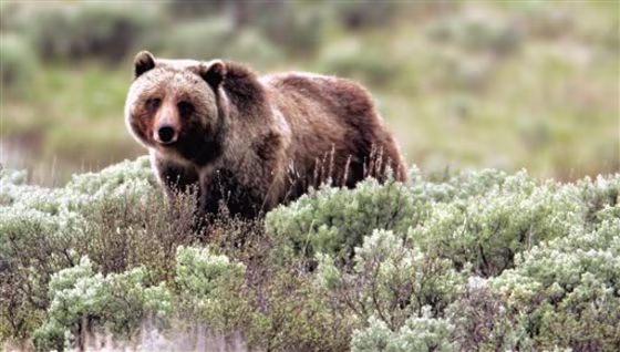 Grizzly Delisting