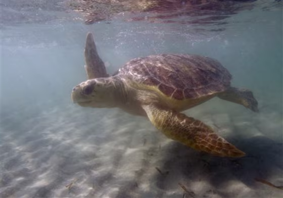 Loggerhead Turtles