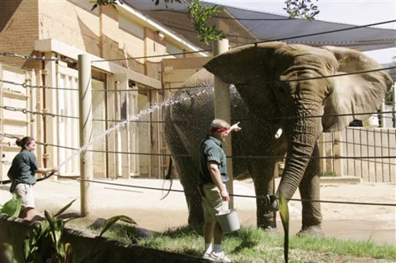 Elephant Fight