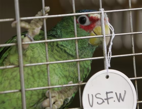 Parrot Repatriation