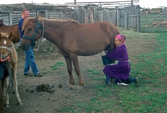 First Horses