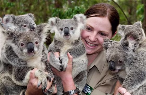 AUSTRALIA KOALA