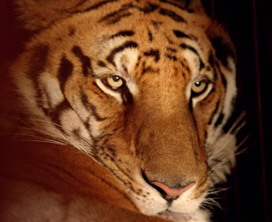 SOUTH AFRICA TIGER