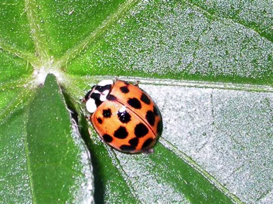 BRITAIN LADYBUG INVASION
