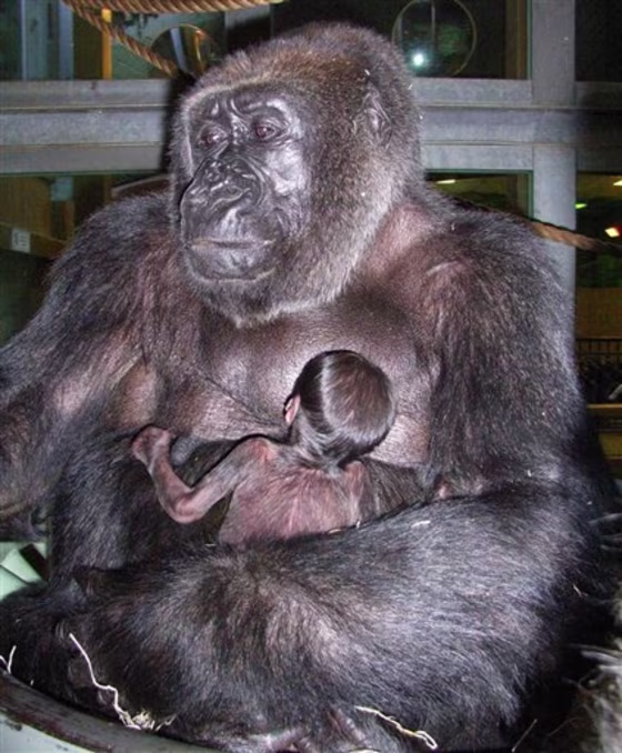 BRITAIN GORILLA FERTILITY DRUG