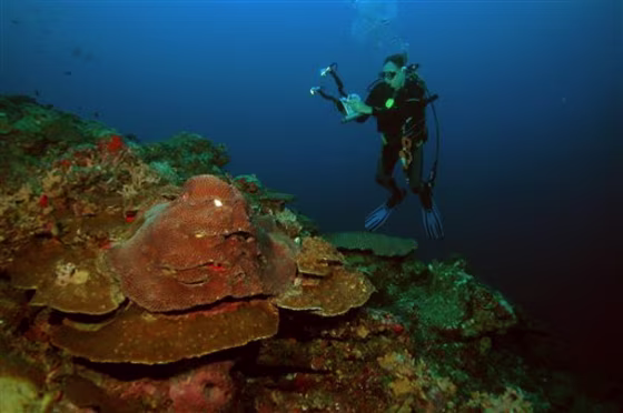 GULF CORAL WOES