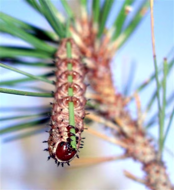 CATERPILLAR HORMONE