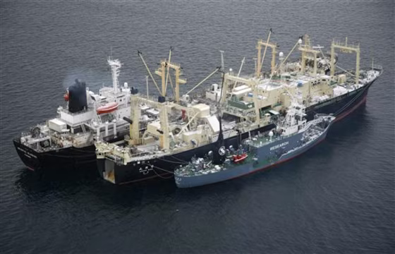 Antarctica Whaling Ship Fire