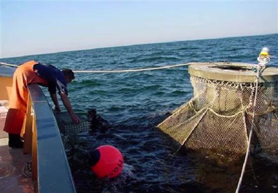 Fish Famring