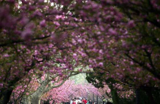 Tourists Enjoy Cherry Blossom In Xian Jiaotong University