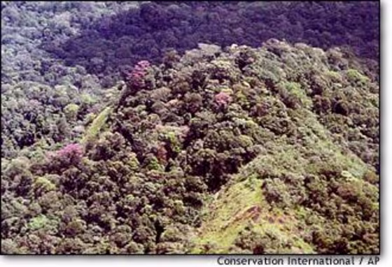 The world's largest tropical national park, Tumucumaque Mountains National Park in Brazil, covers a virtually uninhabited region of virgin rainforest in Amapa state, along Brazil's northern borders with Suriname and Guyana.
