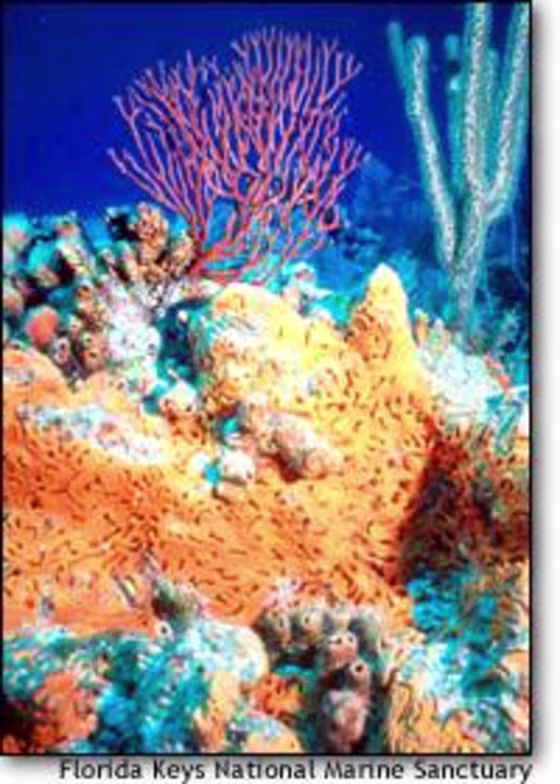 The Florida Keys are rich in coral reefs like this one, but human activity is adding to natural pressures on them.