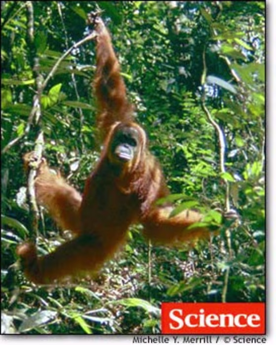 Researchers investigated six sites in Borneo and Sumatra to document wild orangutan behaviors, including tool use and good-night "raspberry" sounds.