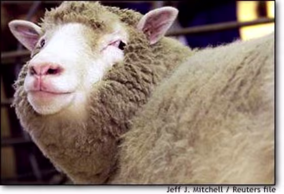 Dolly was born in 1996. When her birth was announced in 1997 it caused an international sensation.