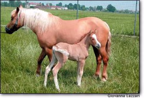 The cloned foal, named Prometea, stands alongside her genetically identical mother seven days after birth. The cells used for cloning were derived from a skin biopsy of the mare.