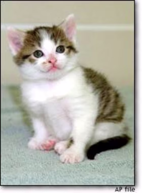 Scientists have cloned many animals, including sheep, cows, rabbits, mice and even a calico cat named cc, shown here at seven weeks old in February 2002. Most experts agree that applying the same technique to humans would be far more difficult and fraught with ethical questions.