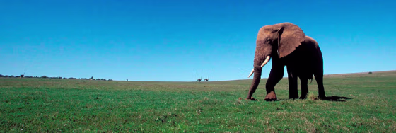 Image: South Africa's Environment Minister announces that a moratorium on elephant culling in the country will be lifted from 01 May 2008