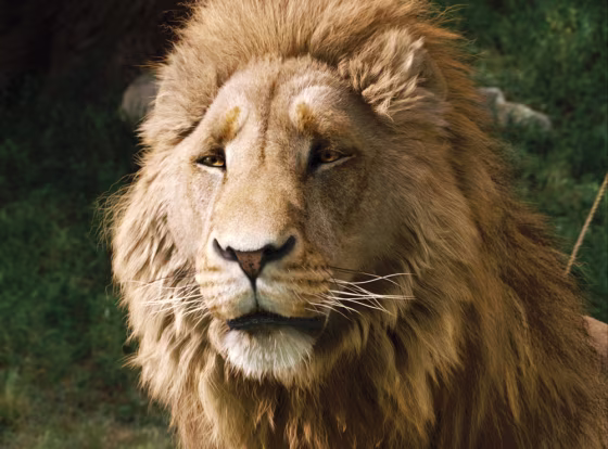 Image: Aslan
