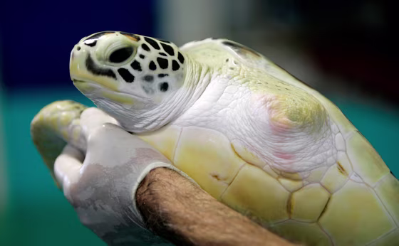 Image: Green sea turtle