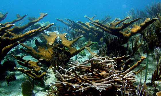 Image: Coral reef off the Caribbean island of Bonaire