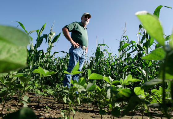 Jim Lankford stands in his field of corn crops that was damaged by the June flooding in Martinsville, Ind., on July 23. 