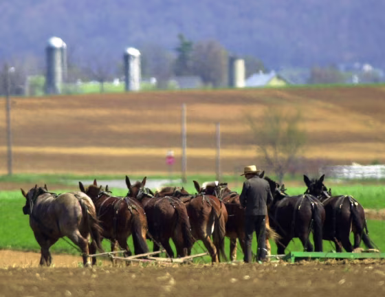 Image:  Amish farmer plowing a field near Lancaster, Pa.