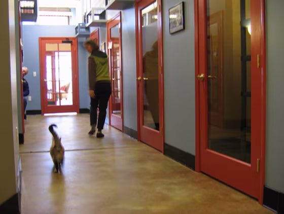 Image: Woman walking with cat