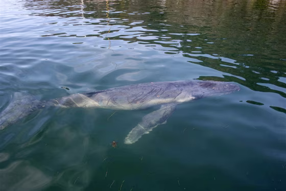 Image: A lost humpback whale calf swims around the Pittwater, north of Sydney Harbour