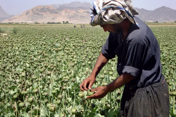 Image: Poppy field in Afghanistan