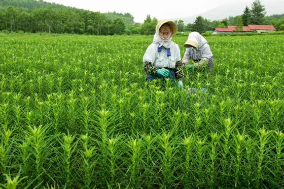 Image: Elderly Japanese farmers