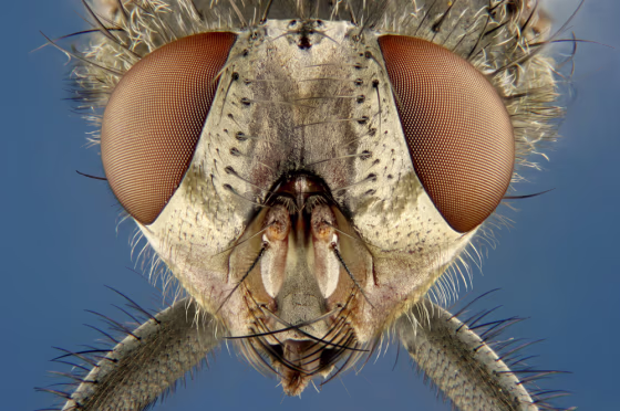 Image: Housefly