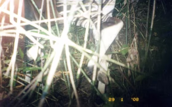 Image: Okapi legs