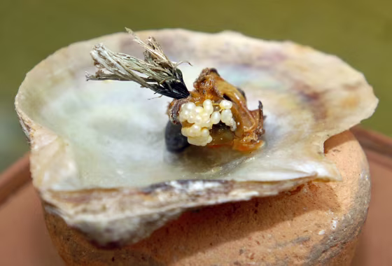 Image: Oyster shell with pearls found in Lebanon