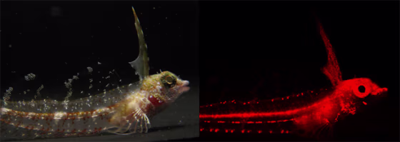 The red fluorescence of the highcrest triplefin fish, or Enneapterygius pusillus, can be seen when looking through a red filter (right). The fish appears a dull grey color under natural light. Credit: Nico Michiels et al.