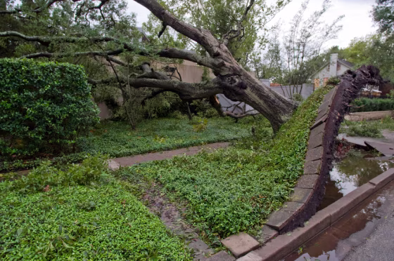 Image: An uprooted oak tree