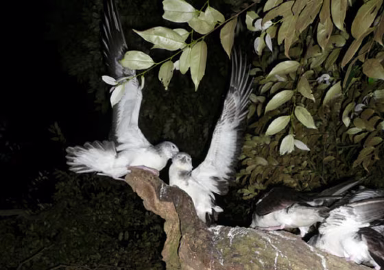 Image: Streaked shearwater
