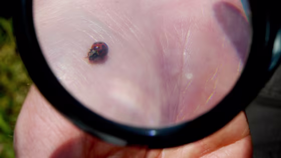 Image: ladybug
