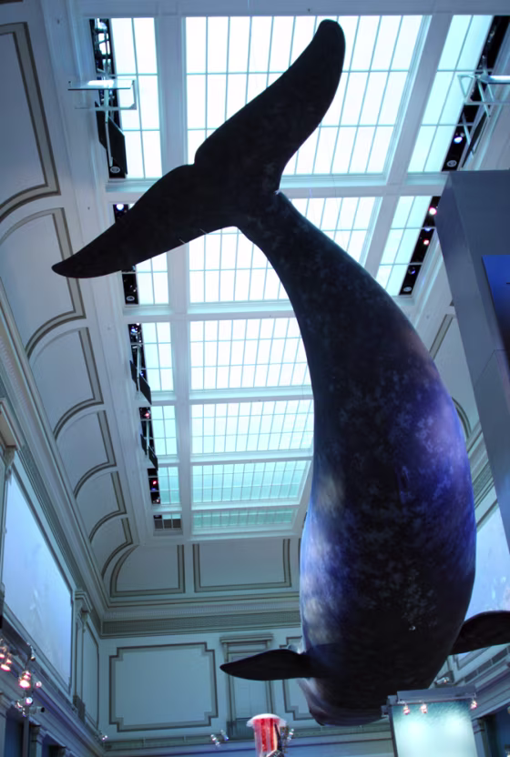 Image: A North Atlantic right whale model